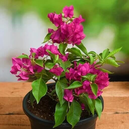 Dark Pink Bougainvillea Seeds - Heirloom Flower Garden Seeds for Growing