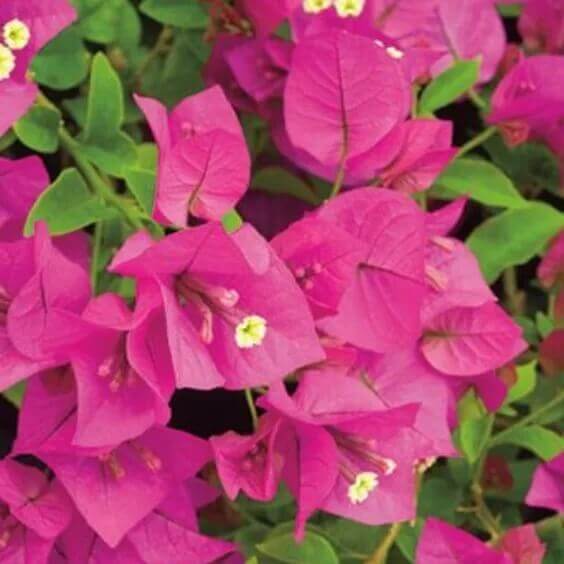 Dark Pink Bougainvillea Seeds - Heirloom Flower Garden Seeds for Growing
