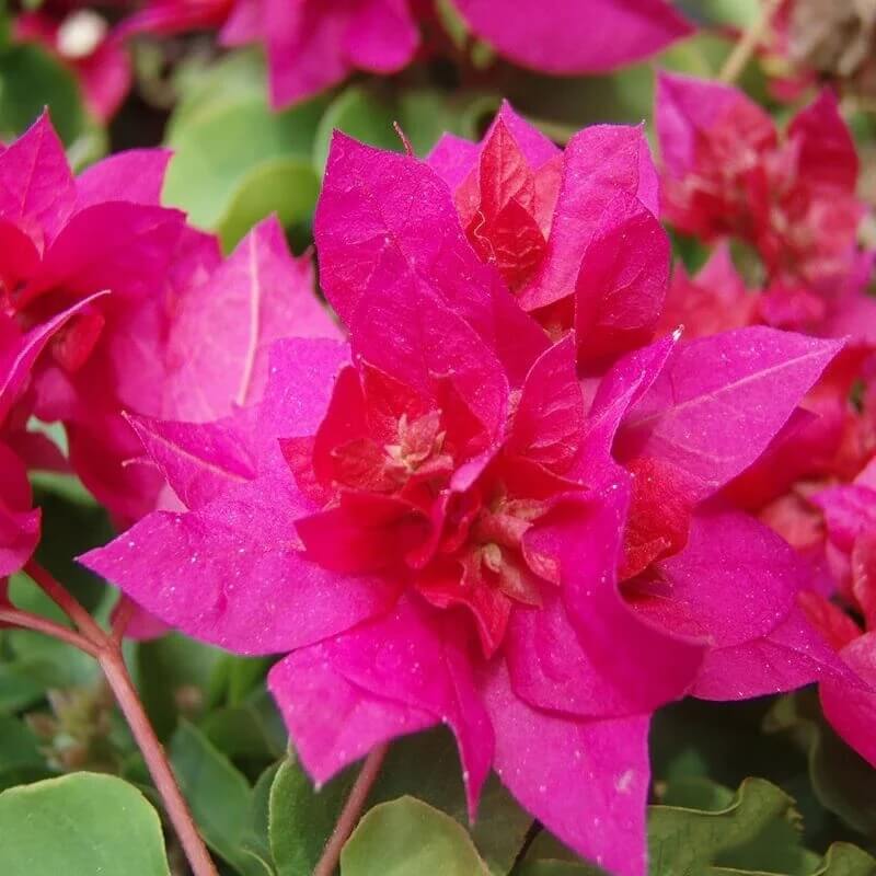 Dark Pink Bougainvillea Seeds - Heirloom Flower Garden Seeds for Growing