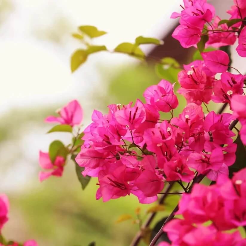 Dark Pink Bougainvillea Seeds - Heirloom Flower Garden Seeds for Growing