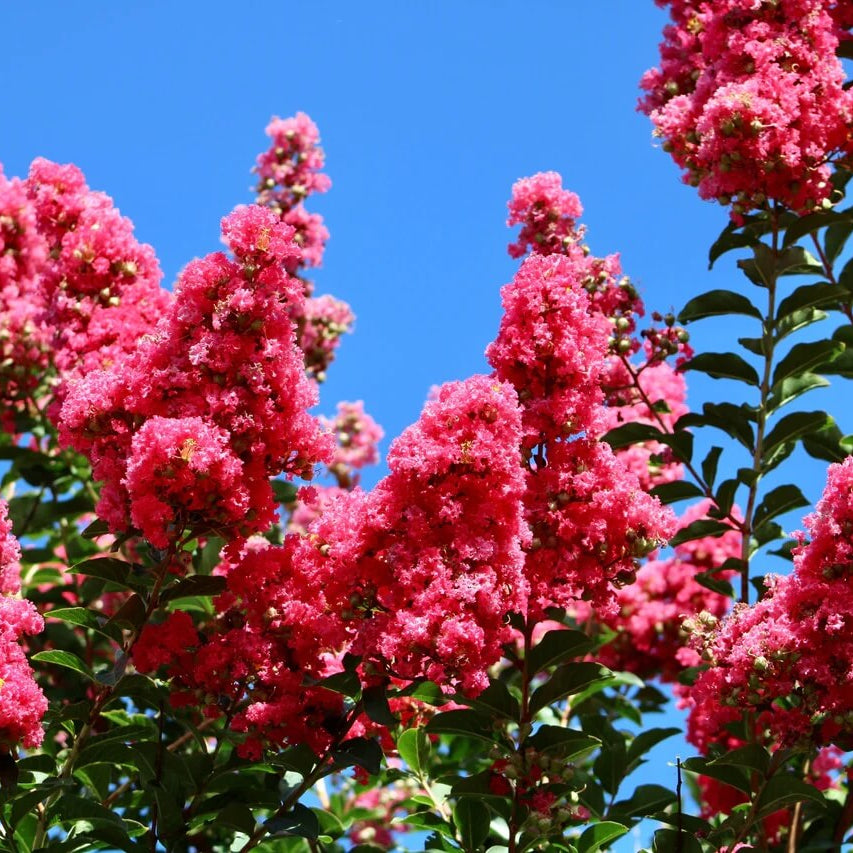 Dark Pink Crepe Myrtle Lagerstroemia indica Seeds - Heirloom Flower Garden Seeds for Growing