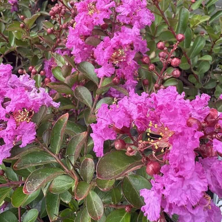 Dark Pink Crepe Myrtle Lagerstroemia indica Seeds - Heirloom Flower Garden Seeds for Growing