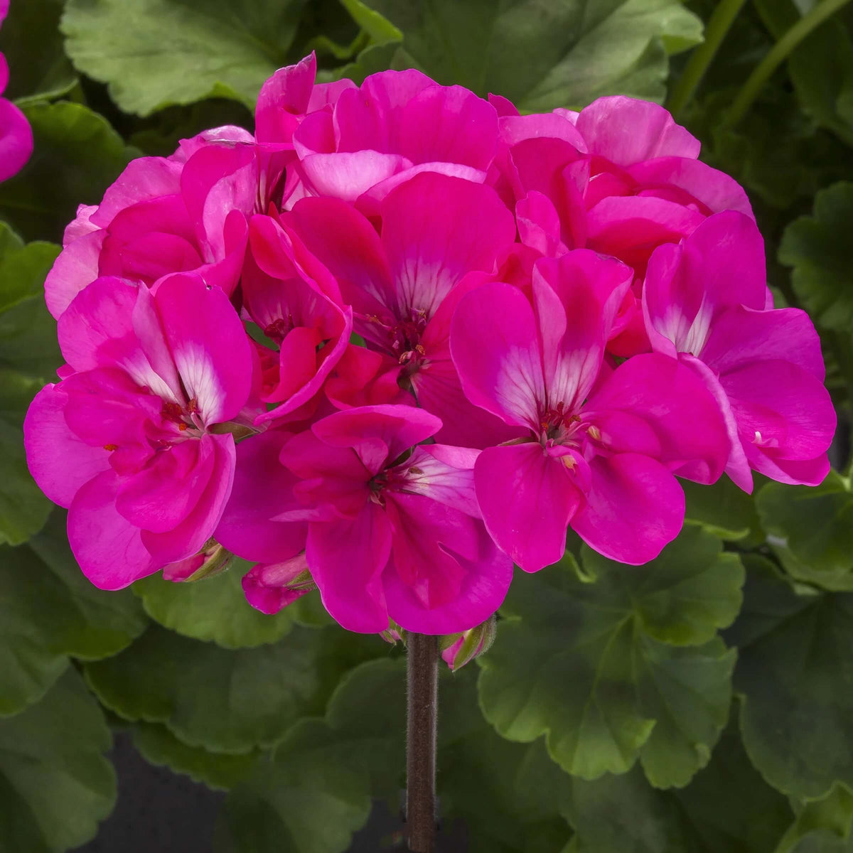 Dark Pink Geranium Seeds  - Heirloom Flower Garden Seeds for Growing