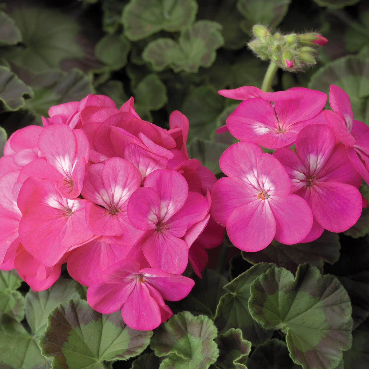 Dark Pink Geranium Seeds  - Heirloom Flower Garden Seeds for Growing