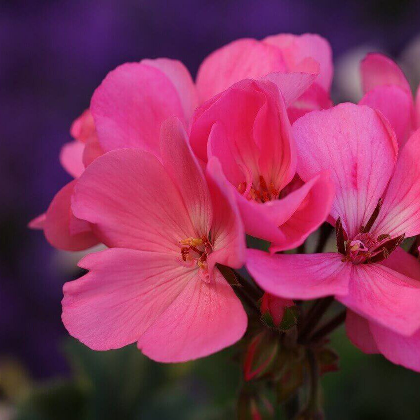 Dark Pink Geranium Seeds  - Heirloom Flower Garden Seeds for Growing