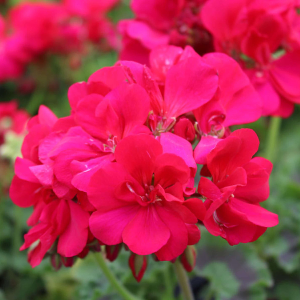 Dark Pink Geranium Seeds  - Heirloom Flower Garden Seeds for Growing