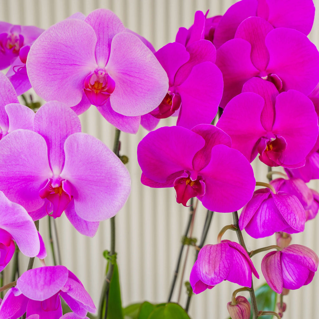 Dark Pink Phalaenopsis Orchid Seeds - Heirloom Flower Garden Seeds for Growing