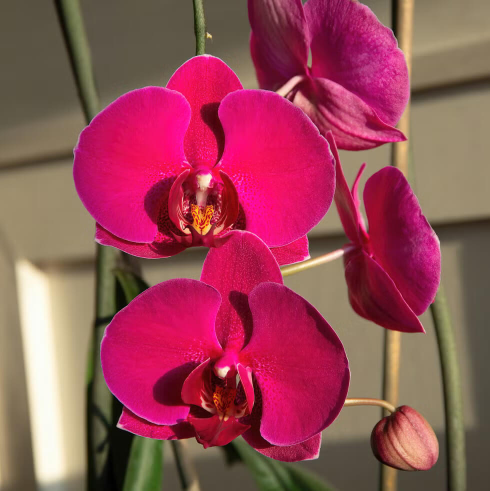 Dark Pink Phalaenopsis Orchid Seeds - Heirloom Flower Garden Seeds for Growing