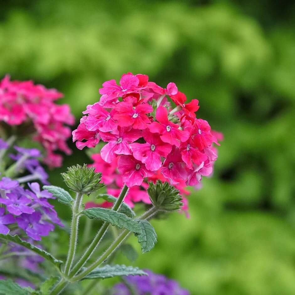 Dark Pink Verbena Seeds - Heirloom Flower Garden Seeds for Growing
