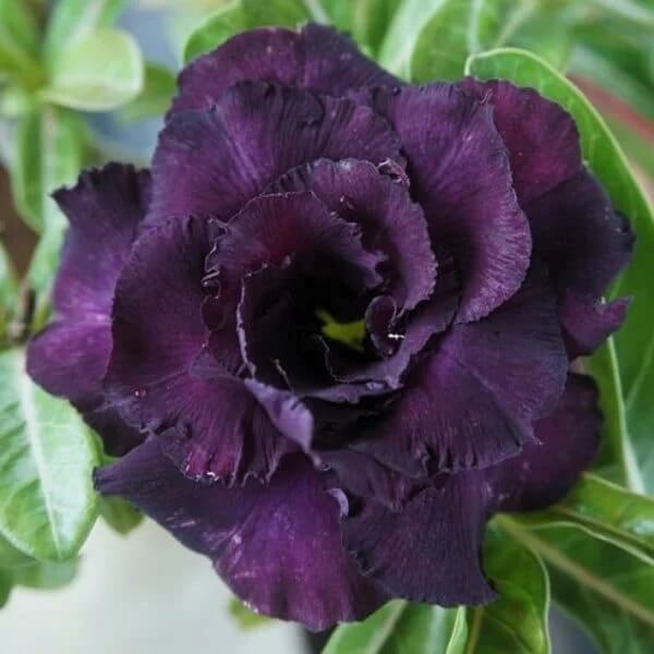 Dark Purple Adenium Seeds - Heirloom Flower Garden Seeds for Growing