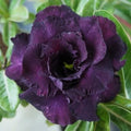 Dark Purple Adenium Seeds - Heirloom Flower Garden Seeds for Growing