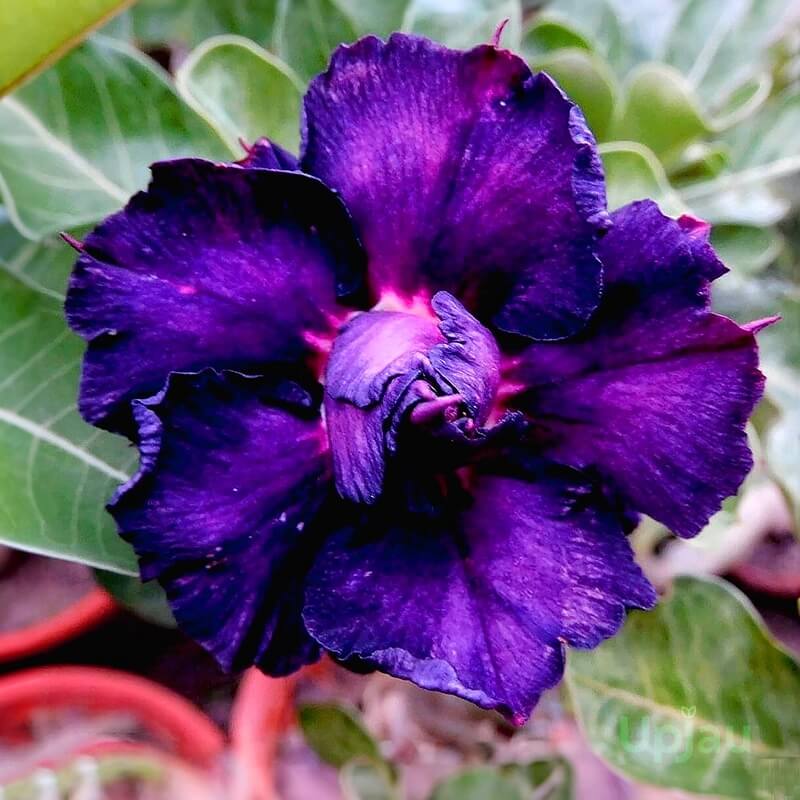 Dark Purple Adenium Seeds - Heirloom Flower Garden Seeds for Growing