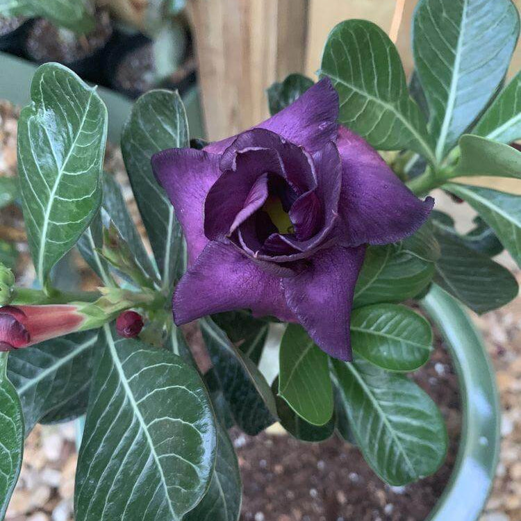 Dark Purple Adenium Seeds - Heirloom Flower Garden Seeds for Growing