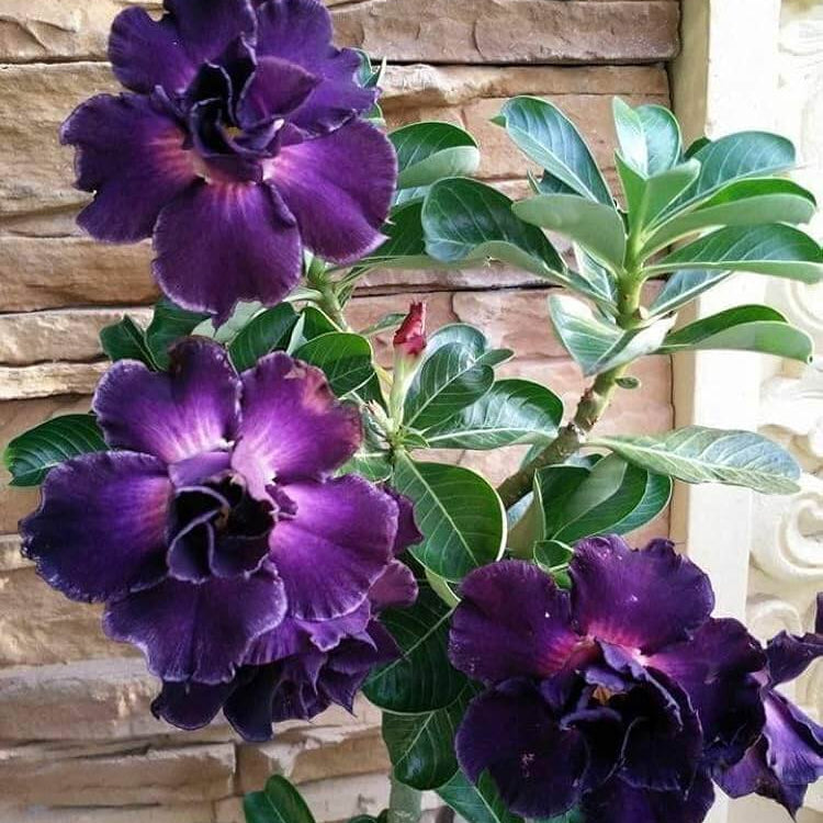 Dark Purple Adenium Seeds - Heirloom Flower Garden Seeds for Growing