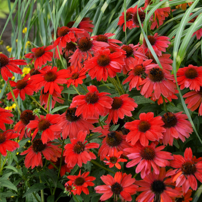 Dark Red Coneflower Seeds - Heirloom Flower Garden Seeds for Growing
