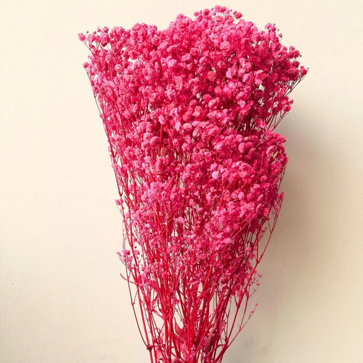 Dark Red Gypsophila Seeds - Heirloom Flower Garden Seeds for Growing