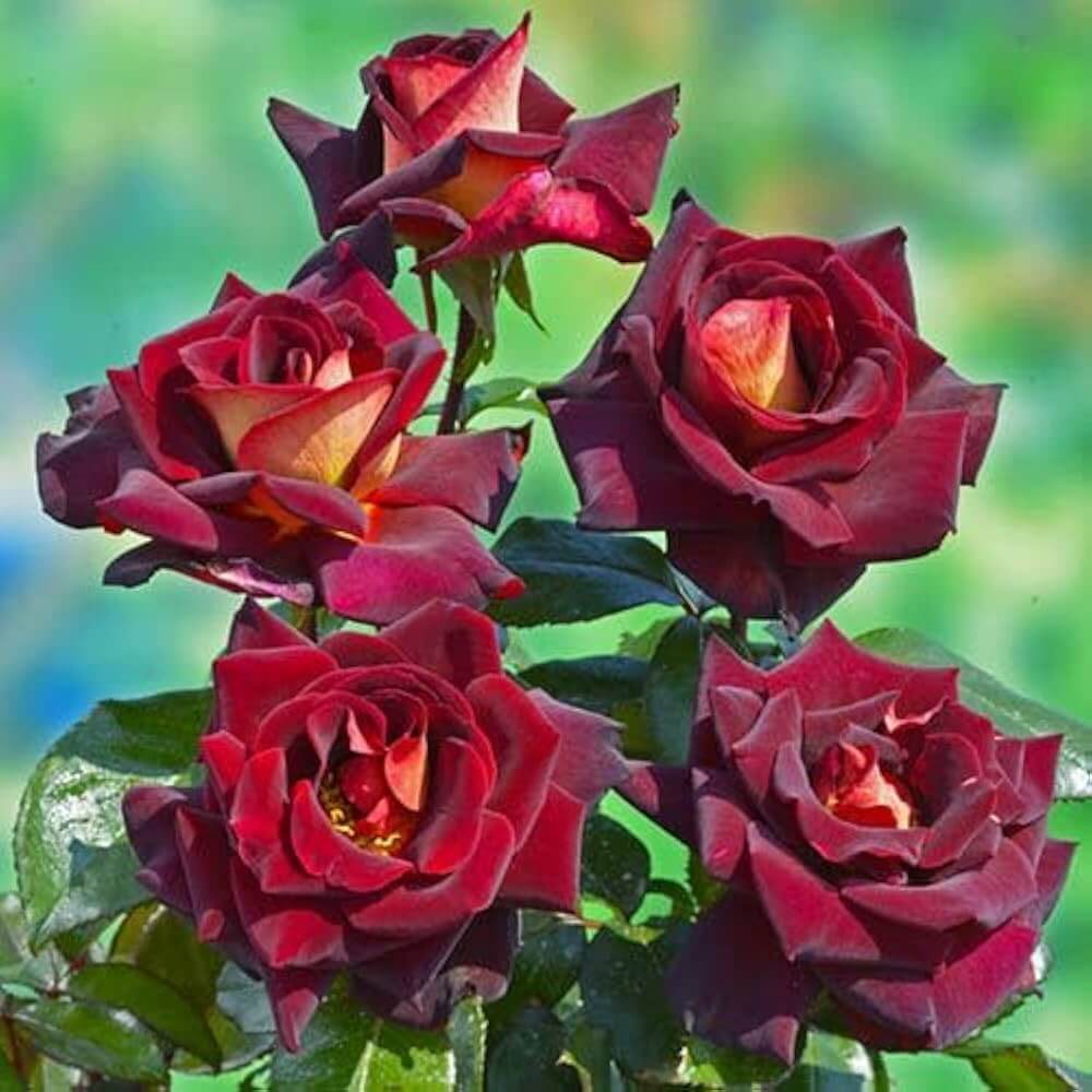 Dark Red Holland Rose Flower Seeds - Heirloom Flower Garden Seeds for Growing