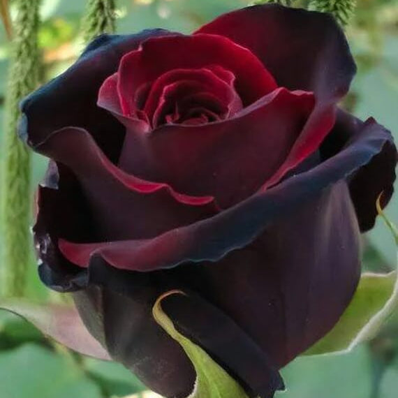 Dark Red Holland Rose Flower Seeds - Heirloom Flower Garden Seeds for Growing