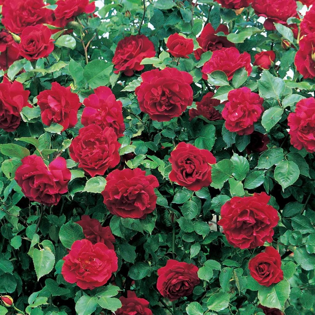 Dark Red Holland Rose Flower Seeds - Heirloom Flower Garden Seeds for Growing
