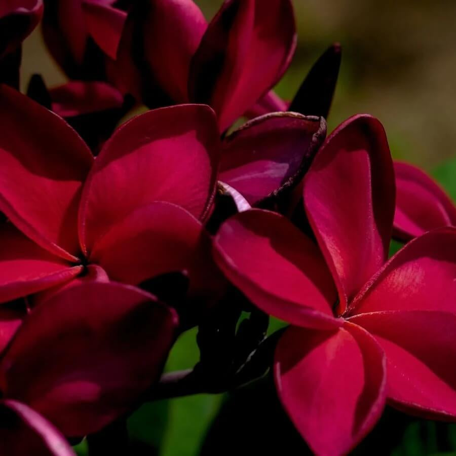 Dark Red Plumeria Seeds - Heirloom Flower Garden Seeds for Growing