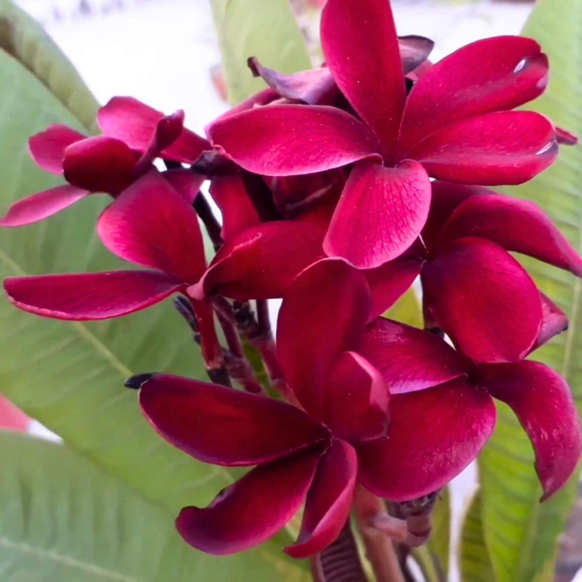 Dark Red Plumeria Seeds - Heirloom Flower Garden Seeds for Growing