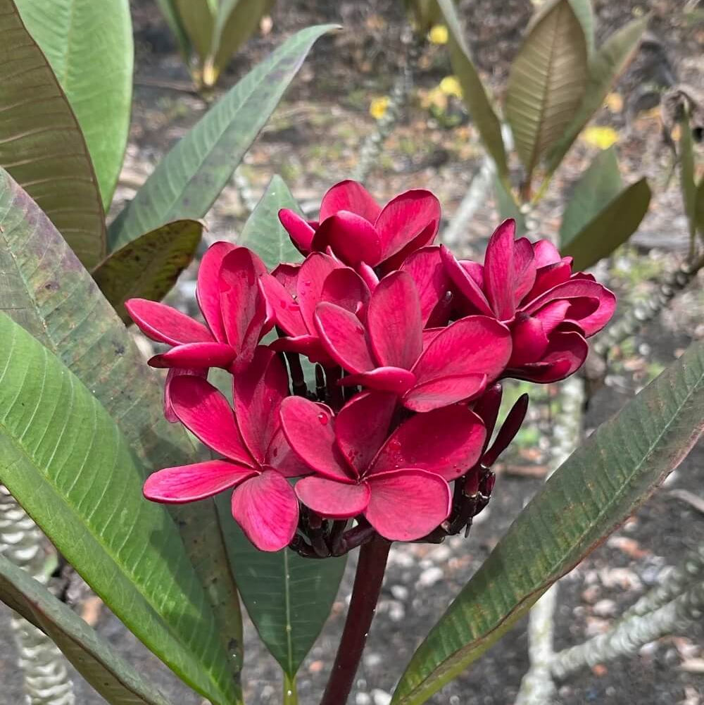 Dark Red Plumeria Seeds - Heirloom Flower Garden Seeds for Growing