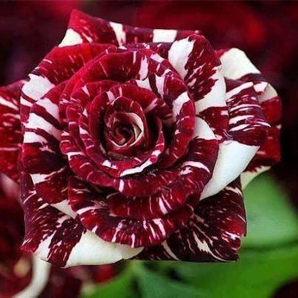 Dark Red & White Rosa spp. Seeds - Heirloom Flower Garden Seeds for Growing