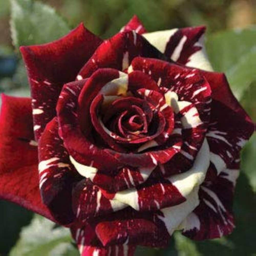 Dark Red & White Rosa spp. Seeds - Heirloom Flower Garden Seeds for Growing