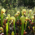 Darlingtonia Seeds 