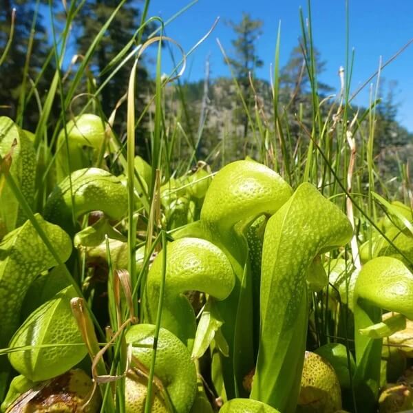 Darlingtonia Seeds 