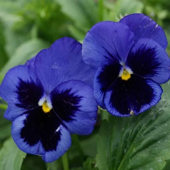 Deep Blue Pansy Seeds - Heirloom Flower Garden Seeds for Growing