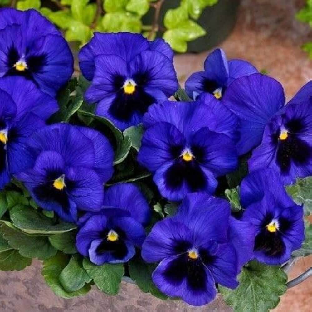 Deep Blue Pansy Seeds - Heirloom Flower Garden Seeds for Growing