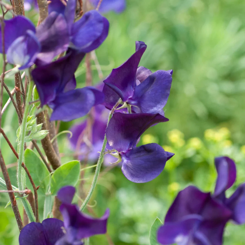 Deep Blue Sweet Pea Seeds - Heirloom Flower Garden Seeds for Growing