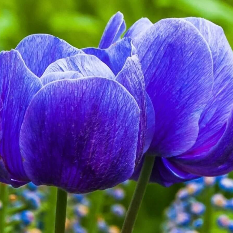 Deep Blue Tulip Seeds - Heirloom Flower Garden Seeds for Growing