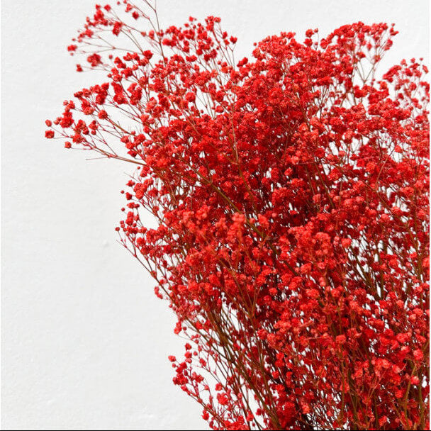 Deep Carmine Gypsophila Seeds - Heirloom Flower Garden Seeds for Growing