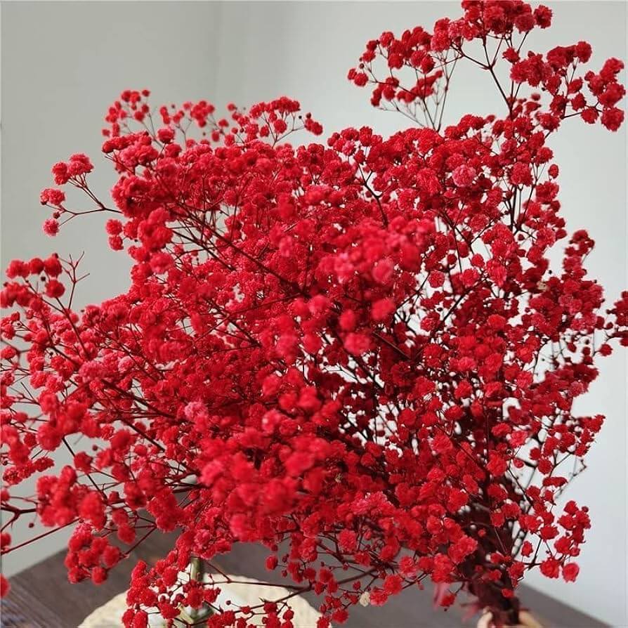 Deep Carmine Gypsophila Seeds - Heirloom Flower Garden Seeds for Growing