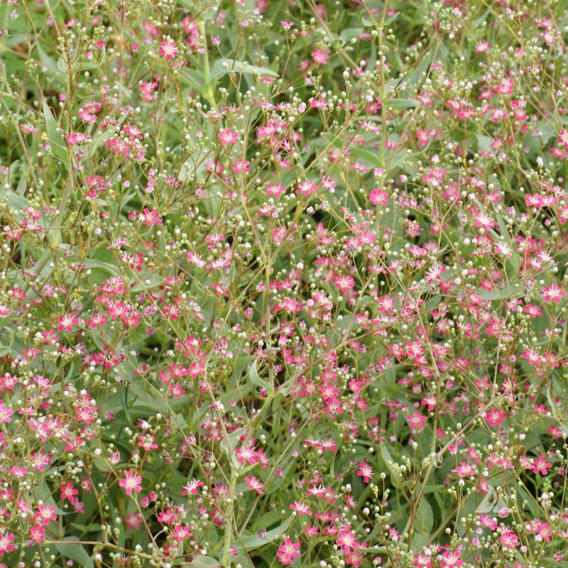 Deep Carmine Gypsophila Seeds - Heirloom Flower Garden Seeds for Growing