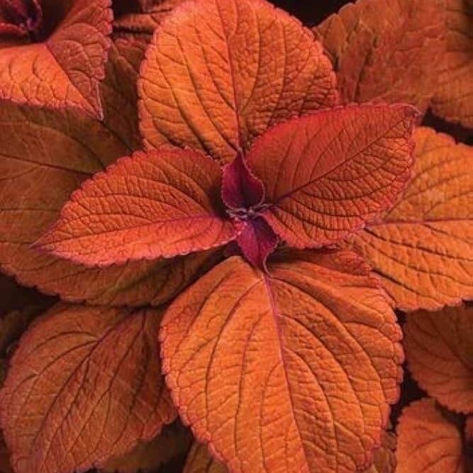 Deep Orange Coleus Seeds - Heirloom Flower Garden Seeds for Growing