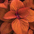 Deep Orange Coleus Seeds - Heirloom Flower Garden Seeds for Growing