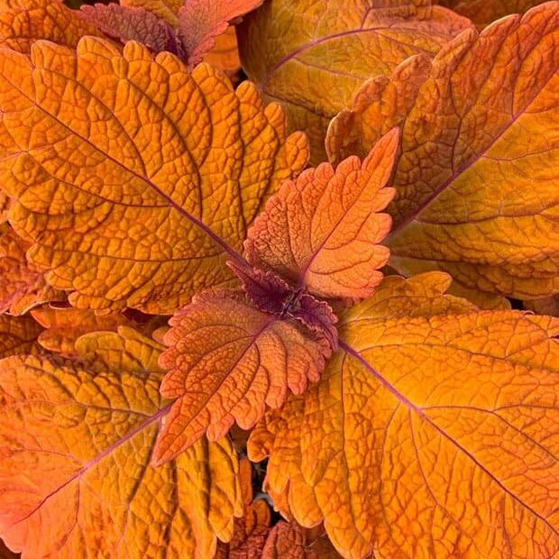Deep Orange Coleus Seeds - Heirloom Flower Garden Seeds for Growing