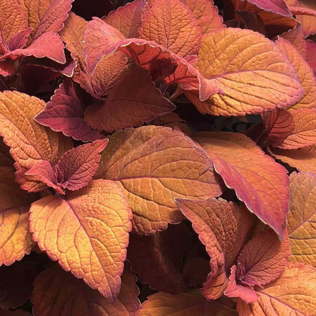 Deep Orange Coleus Seeds - Heirloom Flower Garden Seeds for Growing