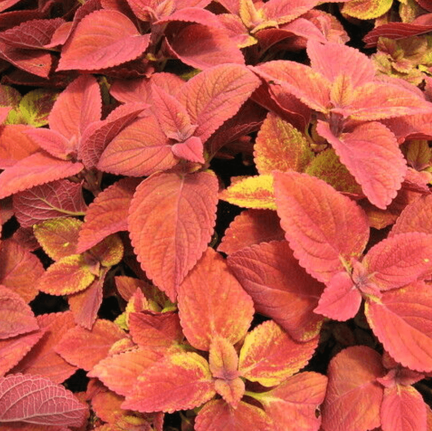 Deep Orange Coleus Seeds - Heirloom Flower Garden Seeds for Growing