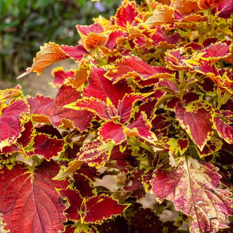Deep Orange Coleus Seeds - Heirloom Flower Garden Seeds for Growing