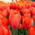 Deep Orange Tulip Seeds - Heirloom Flower Garden Seeds for Growing