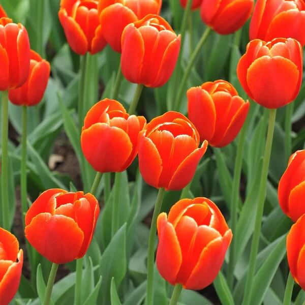 Deep Orange Tulip Seeds - Heirloom Flower Garden Seeds for Growing