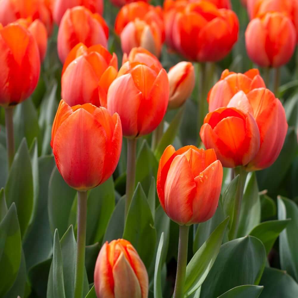 Deep Orange Tulip Seeds - Heirloom Flower Garden Seeds for Growing