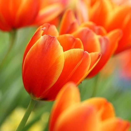 Deep Orange Tulip Seeds - Heirloom Flower Garden Seeds for Growing