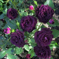 Deep Purple Climbing Rose Seeds - Heirloom Flower Garden Seeds for Growing