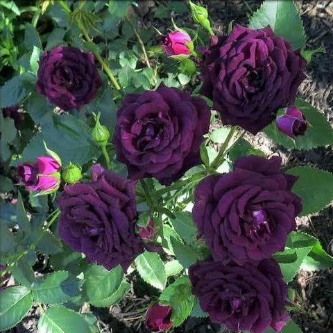Deep Purple Climbing Rose Seeds - Heirloom Flower Garden Seeds for Growing