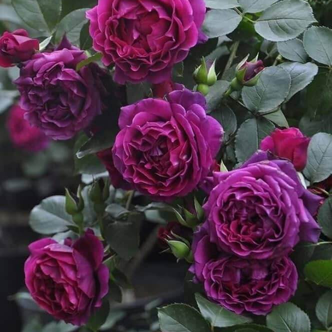Deep Purple Climbing Rose Seeds - Heirloom Flower Garden Seeds for Growing